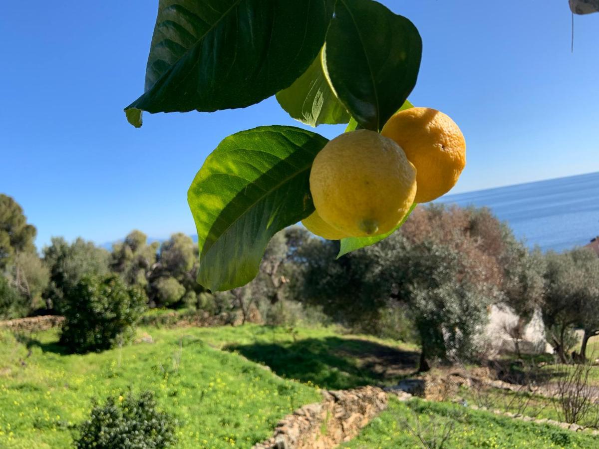 Vita Nova Santa-Maria-di-Lota Bagian luar foto